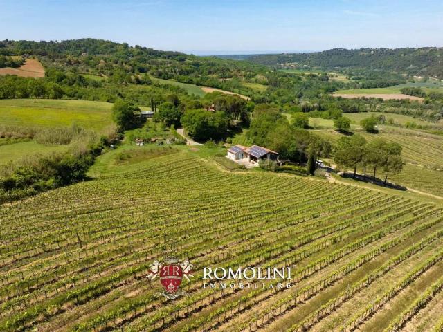 Villa Indipendente in vendita a Montescudaio, Toscana
