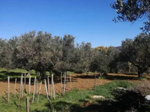 Villa Indipendente in vendita a Calabria, Catanzaro