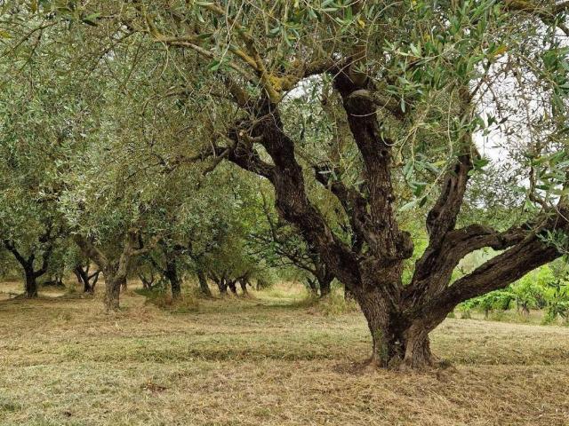 Villa Indipendente in vendita a Unione di Comuni Montani Colline del Fiora, Pitigliano