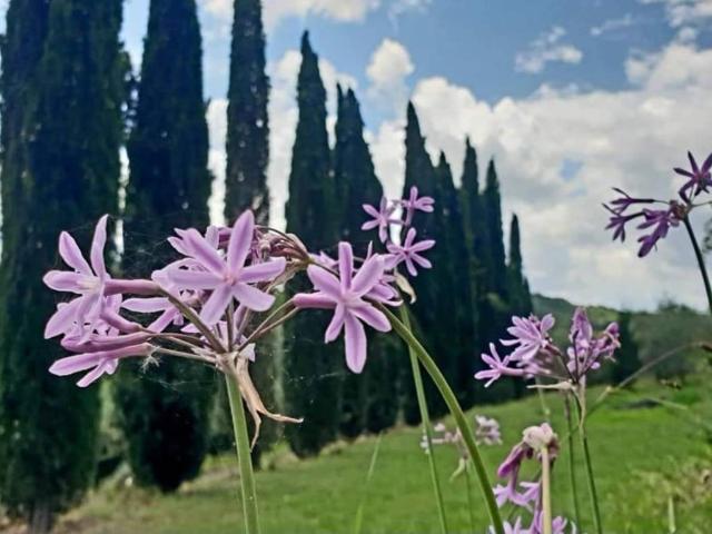 Villa Indipendente in vendita a San Casciano in Val di Pesa, Mulino Di Sugana