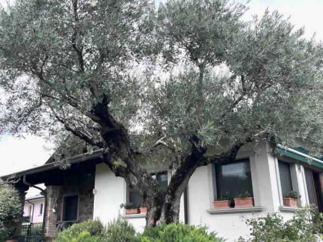 Villa Indipendente in vendita a Staranzano, Friuli-Venezia Giulia