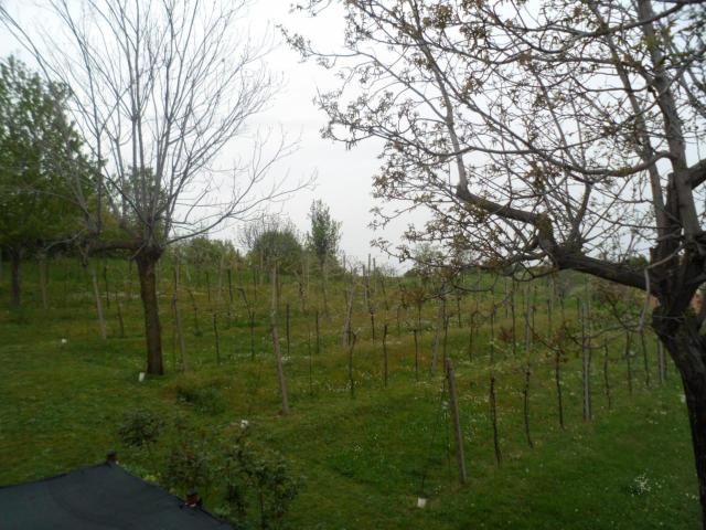 Villa Indipendente in vendita a Debba, Vicenza