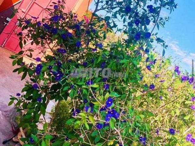 Propriété location à Agadir, Oued ed Dahab-Lagouira