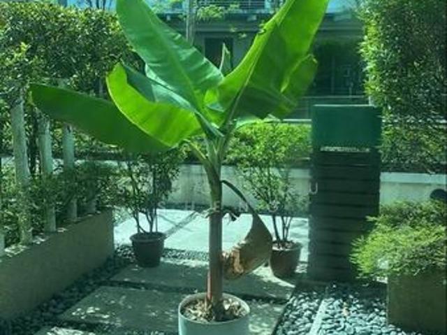 House for sale in Country Heights Damansara, Kuala Lumpur