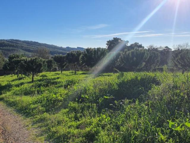 Casa venda em Chão da Serra, Rego Da Murta