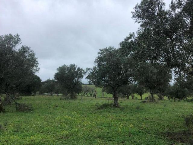 Casa venda em Alcácer Do Sal, Setúbal