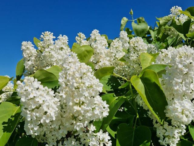 Villa till salu i Skåne