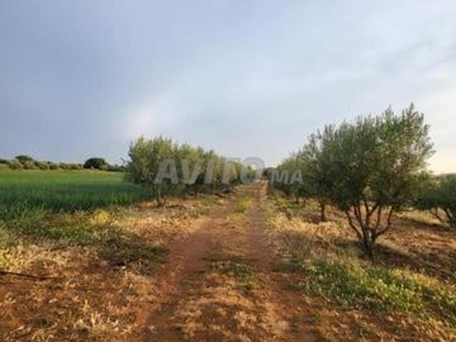 Propriété vente à Ait Ouallal