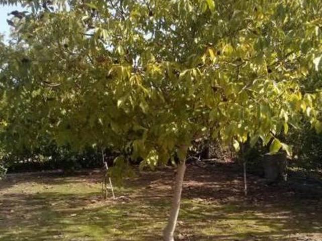 Casa en alquiler en Pilas
