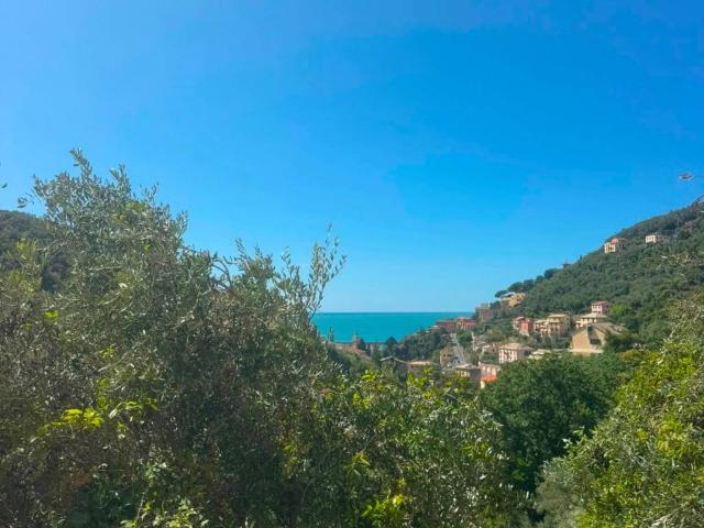Villa Schiera in vendita a Oliveto, Zoagli