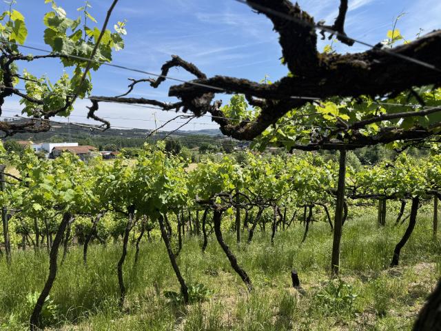 Casa alugar em Felgueiras, Aião