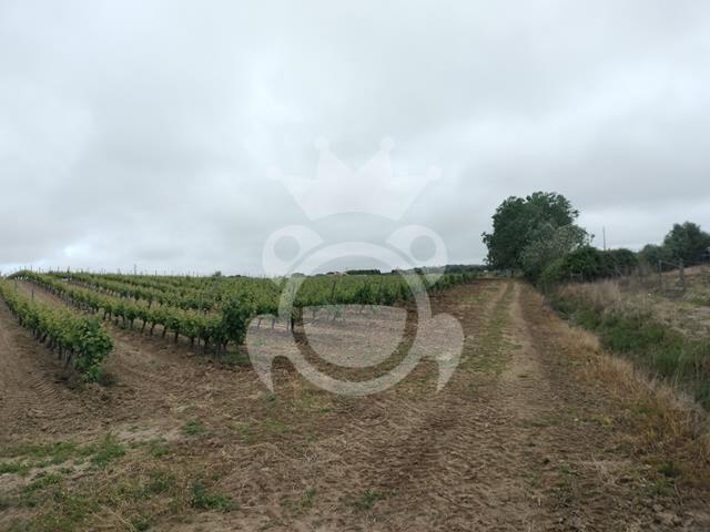 Terreno venda em Corval, Reguengos de Monsaraz