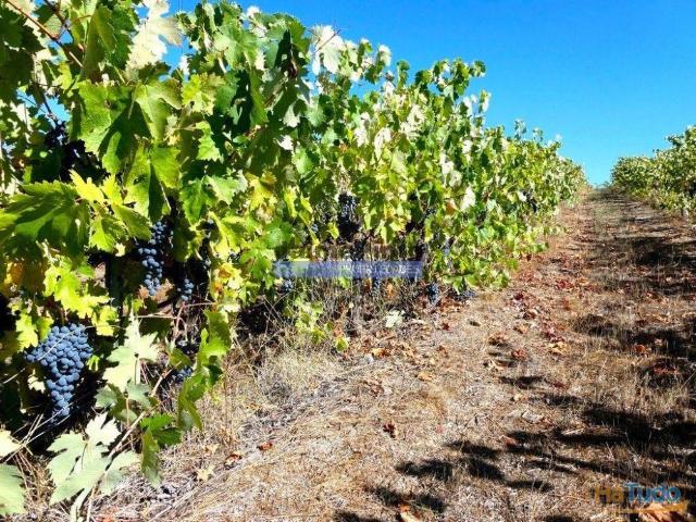 Terreno venda em Castelo Branco