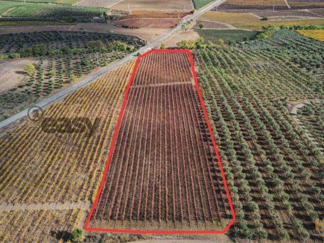 Terreno venda em Vidigueira, Beja