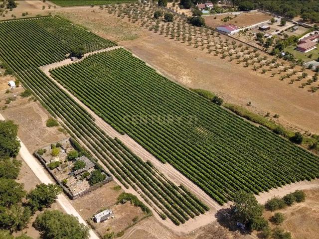 Terreno venda em Quinta do Anjo, Palmela