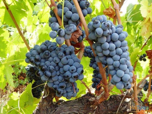Quinta venda em Portalegre