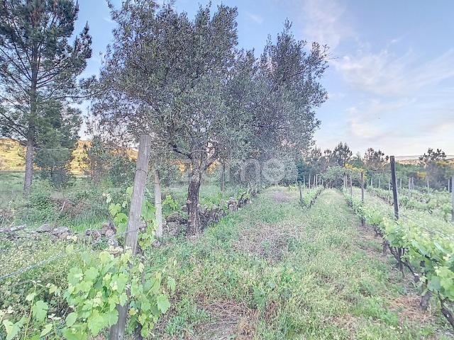 Terreno venda em Penalva Do Castelo, Viseu
