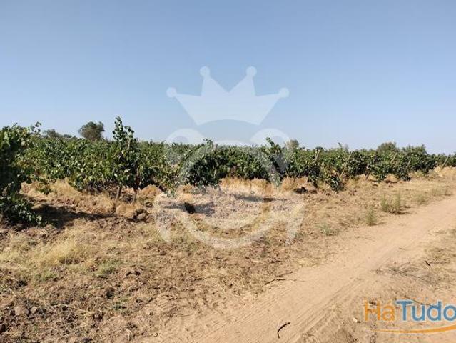 Terreno venda em Reguengos De Monsaraz, Évora