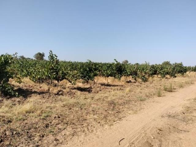 Terreno venda em Reguengos de Monsaraz, Évora