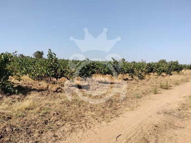 Terreno venda em Reguengos de Monsaraz