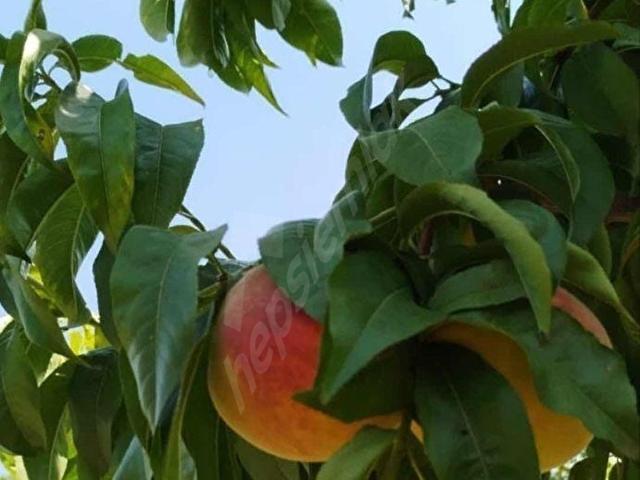 Toroslar, Mersin içerisinde satılık mülk