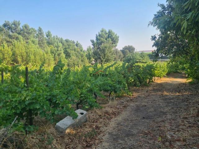 Terreno venda em Fragosela de Cima, Viseu