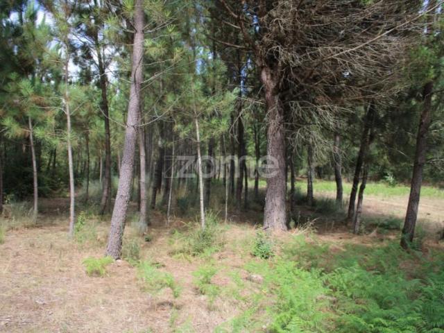 Terreno venda em Viseu