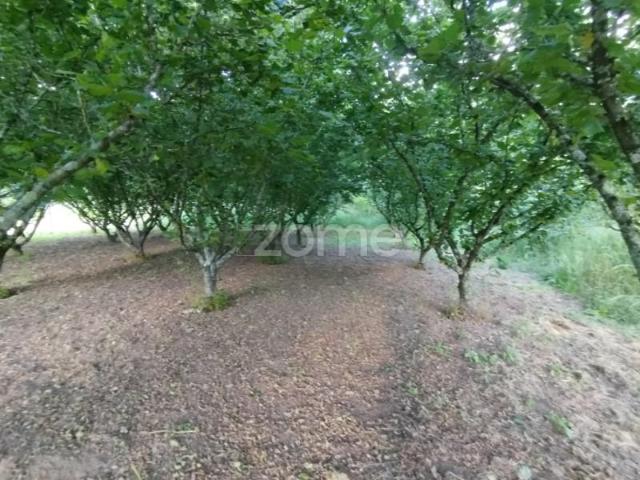 Terreno venda em Viseu