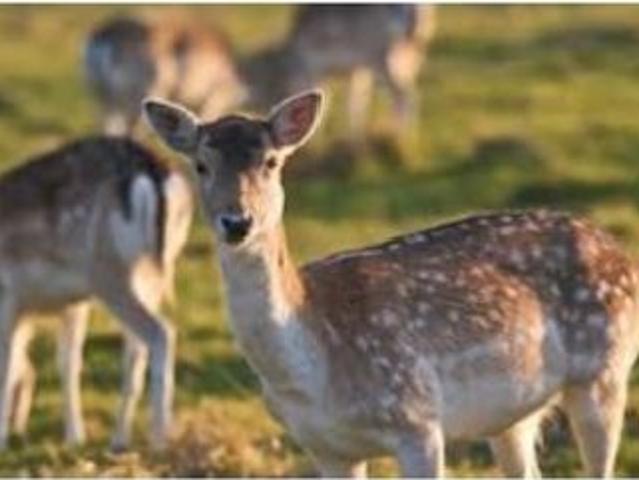 Chalet en venta en Corral De Calatrava, Castilla-La Mancha