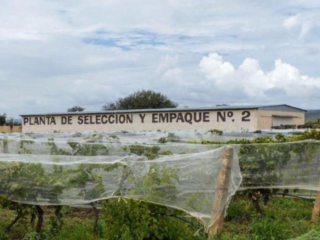 Viñedo de Uva en VENTA en Zacatecas