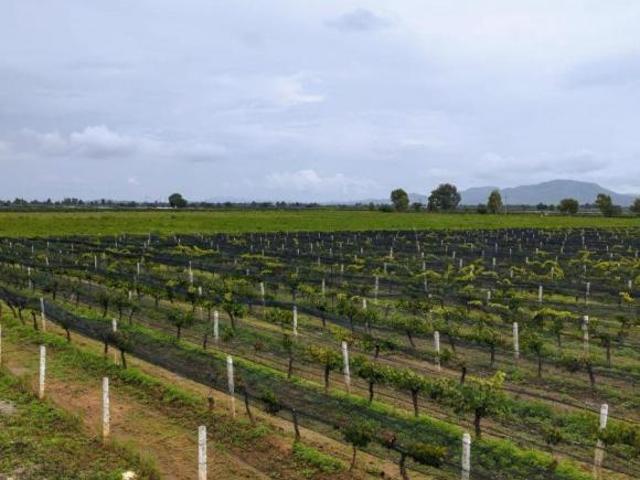 Viñedo de Uva en VENTA en Zacatecas