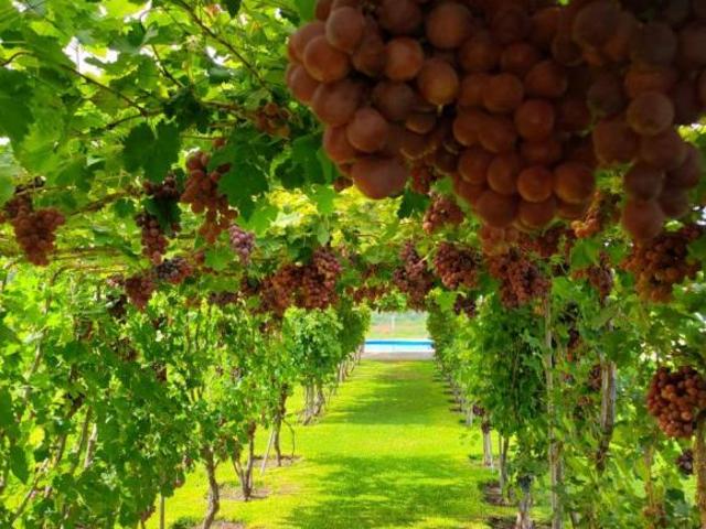 Viñedo de Uva en VENTA en Zacatecas