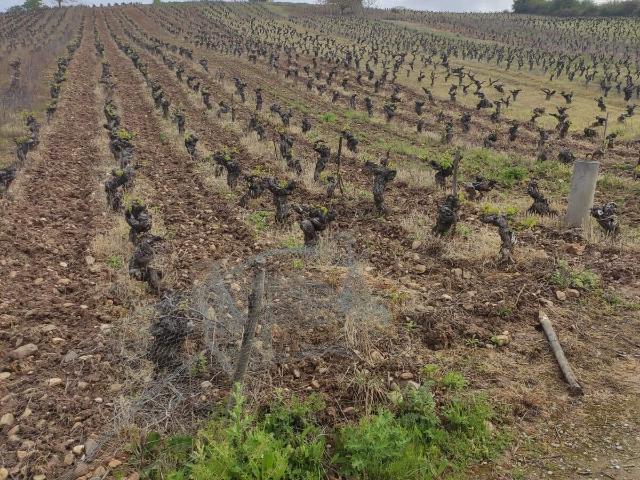 Terreno en venta en Camponaraya, León