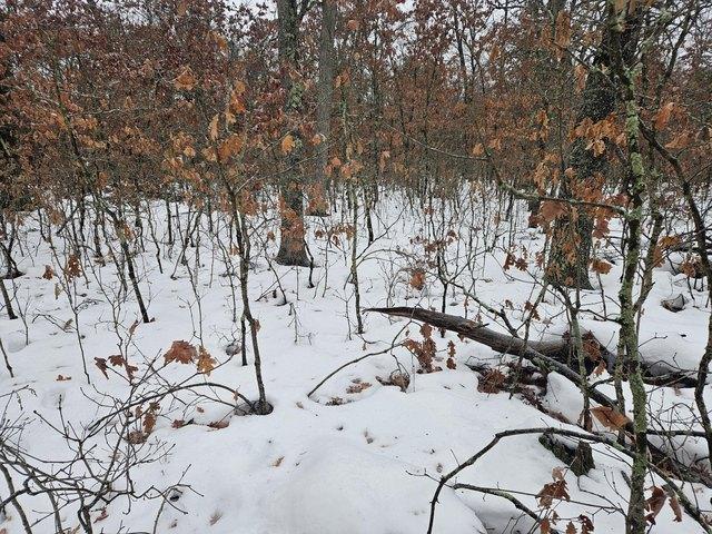 Land for sale in Baldwin, Michigan