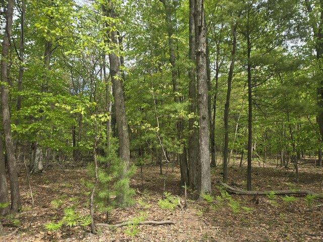 Land for sale in Mears, Michigan