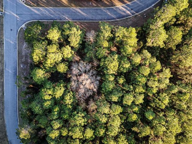 Land for sale in Georgia
