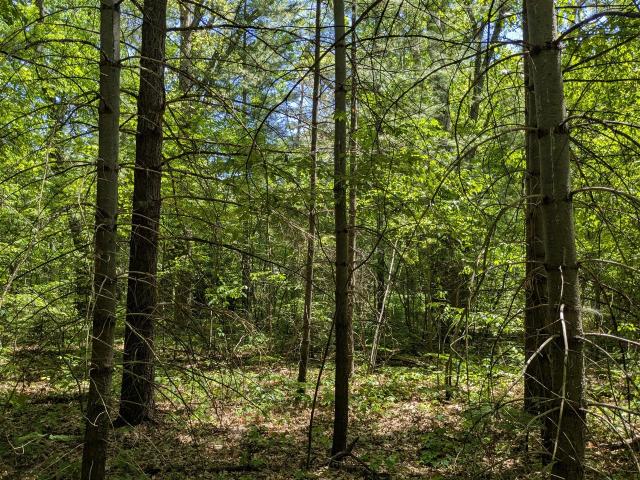 Land for sale in Wellston, Michigan