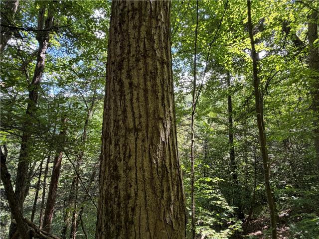 Land for sale in Canisteo, New York