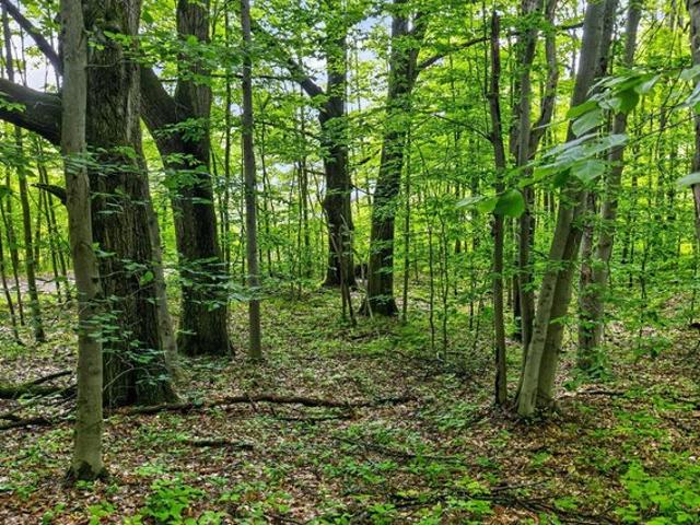 Land for sale in Reed City, Michigan
