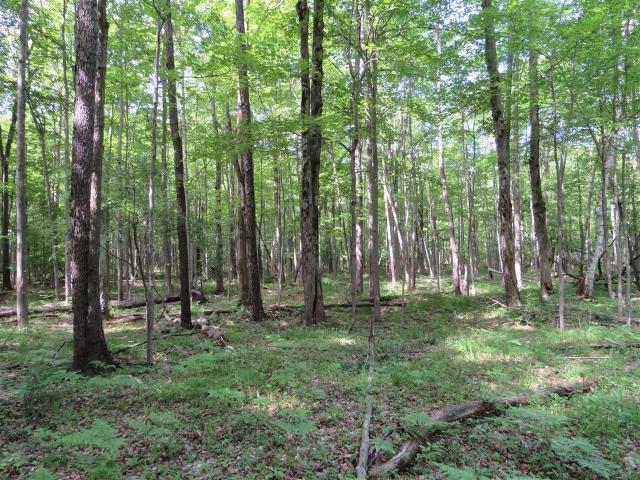 Land for sale in Michigan