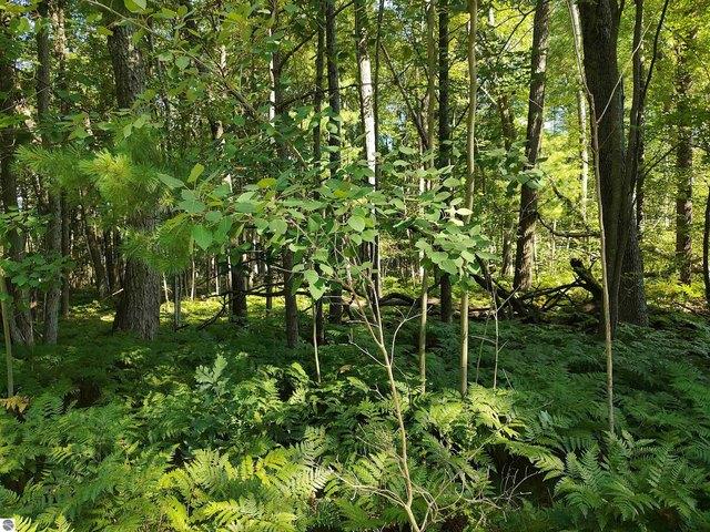 Land for sale in West Branch, Michigan