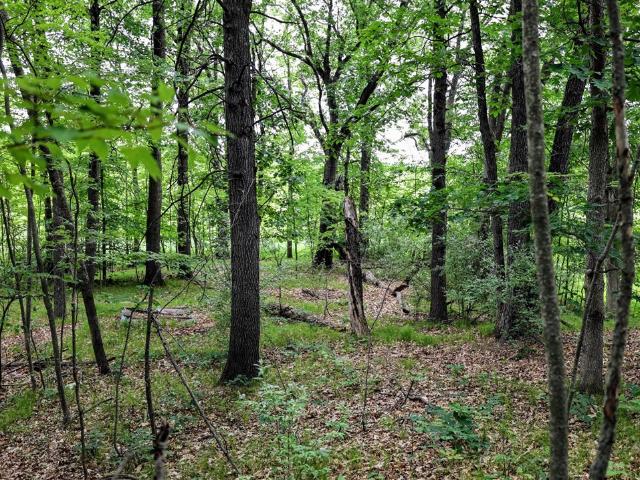 Land for sale in Michigan