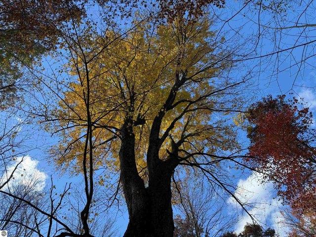 Land for sale in West Branch, Michigan