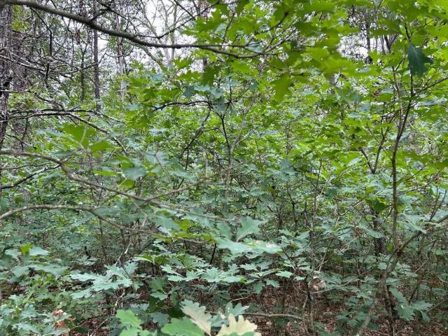 Land for sale in Michigan
