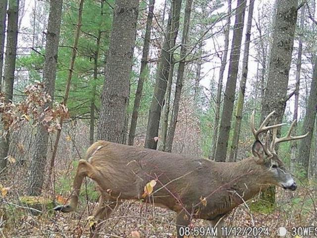 Land for sale in Humbird, Wisconsin