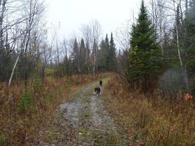 Land for sale in Gould City, Michigan