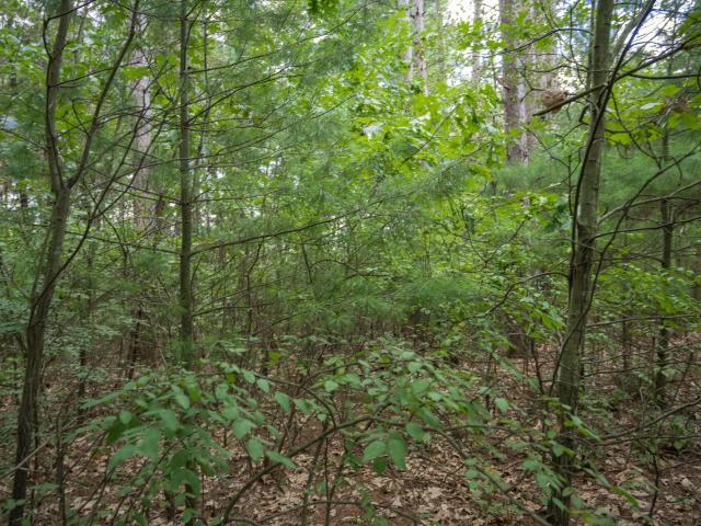 Land for sale in Juneau, Wisconsin