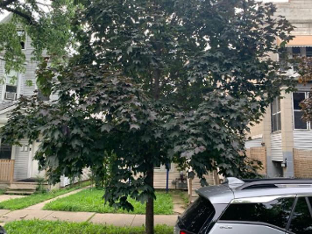 House for sale in Cicero, Illinois