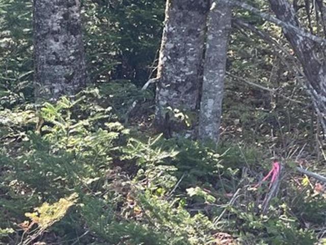 Land for sale in Corea, Maine