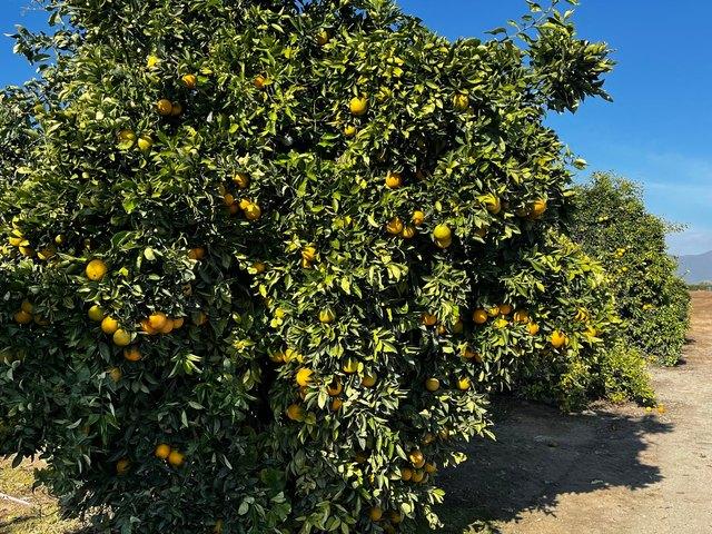 Farm for sale in Tulare, California